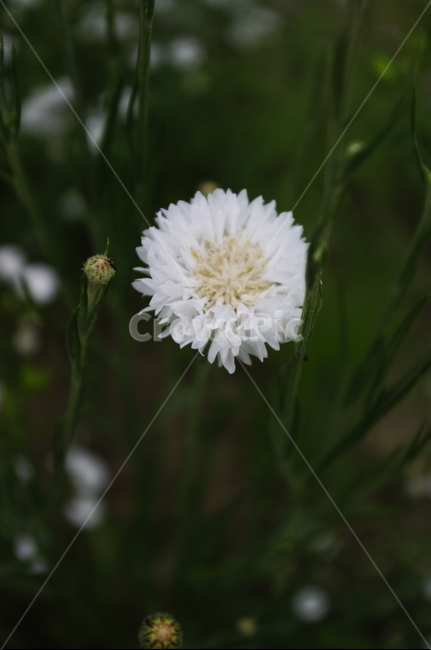 꽃,flower,식물,plant,자연,nature