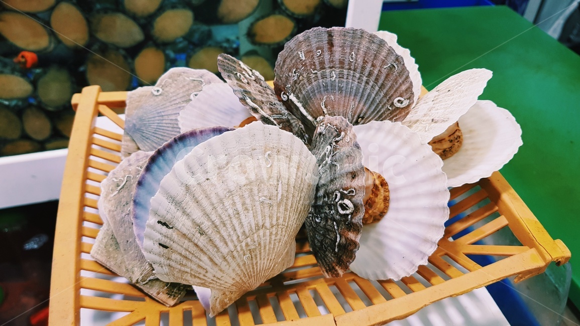 주문진,수산시장,가리비,조개구이,시장,음식,식재료,요리,food,cook,meal,dishes,food reserves,수산물,해산물,fishery products,seafood
