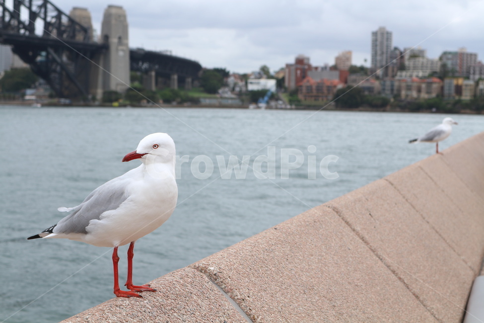 갈매기,감성,새,호주,시드니,자연,살찐갈매기,휴식,rest,nature,seagull,bird,동물,animal,조류,새,birds