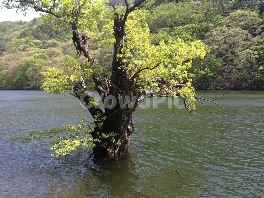 주산지,주왕산,저수지,인공저수지,왕버들,버드나무,수중,물속,청송,한국,jusanji,juwangsan,reservoir,artificialreservoir,weepingwillow,koreanweepingwillow,underwater,water,cheongsong,korea