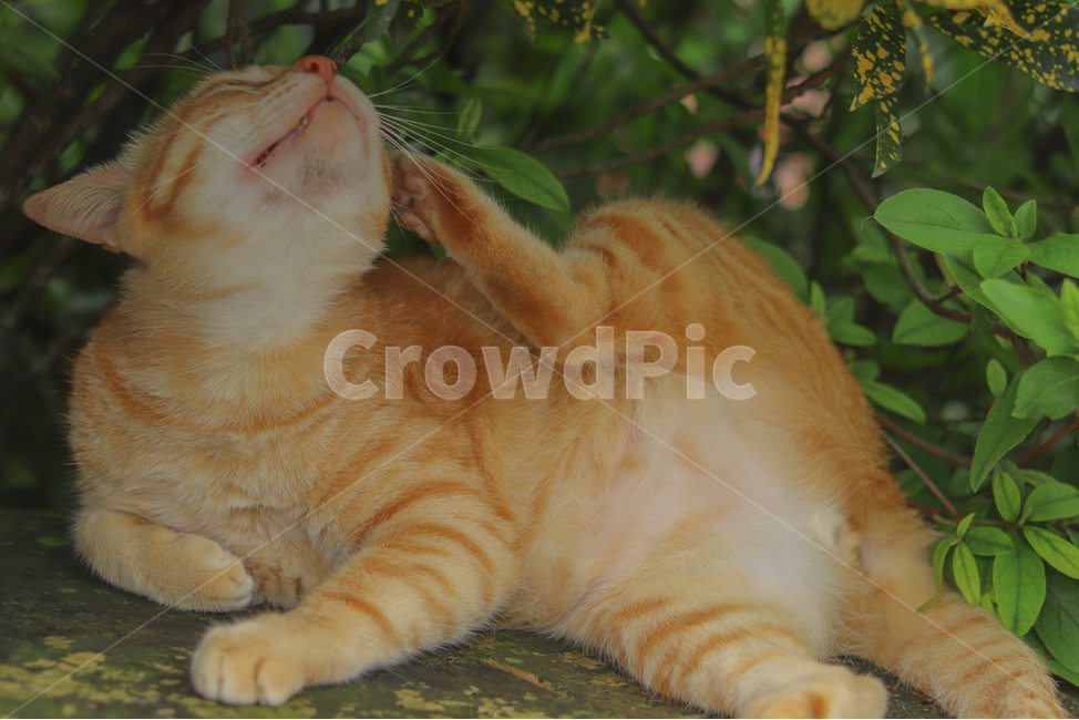 고양이,동물,길고양이,냐옹이,야옹이,잠,길거리,animal,straycat,kitty,street,동물,animal,포유류,mammal,고양이,cat,kitten,kitty
