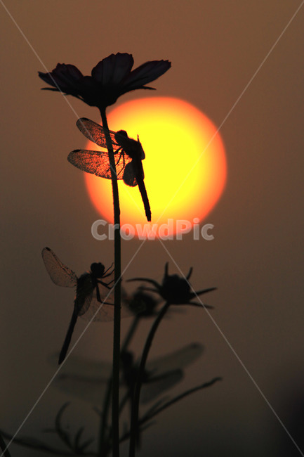 잠자리,곤충,태양,꽃,일출