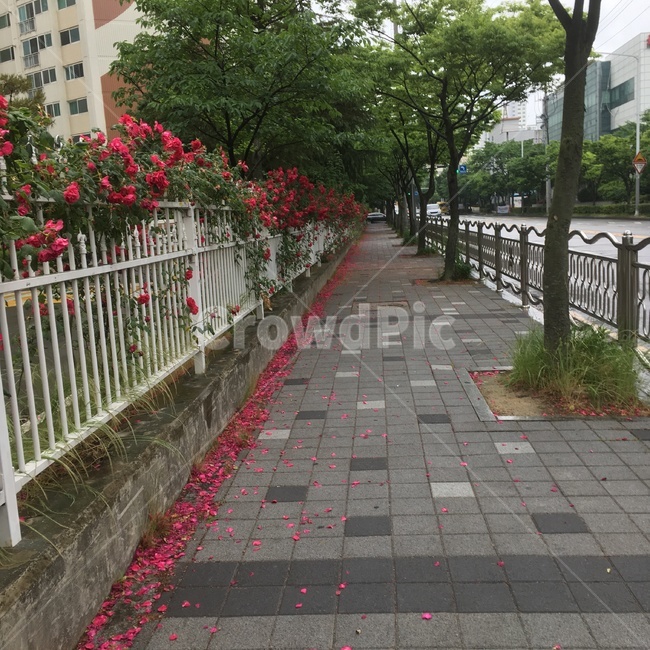 출근길,산책,아침,흐림,보도,출근,길,길가,인도,장미,산보