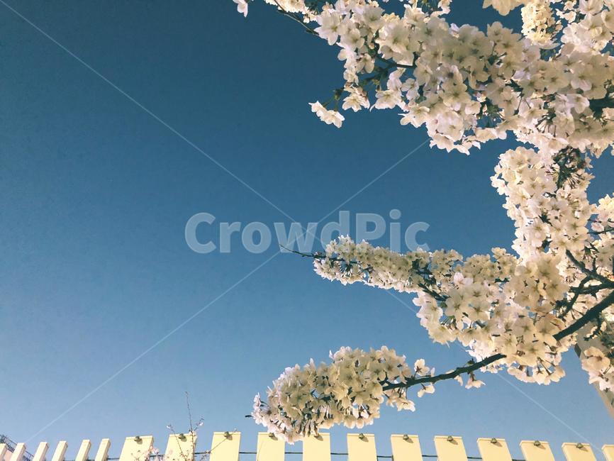 spring,sky,Cherry Blossom,Cherry Blossom Ending,Bombombom,spring day,spring breeze