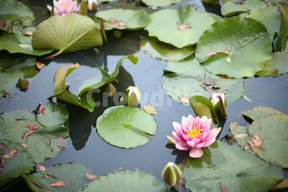 plant,식물,blossom,꽃,flower,연꽃,식물,자연,plants,nature,꽃,flower