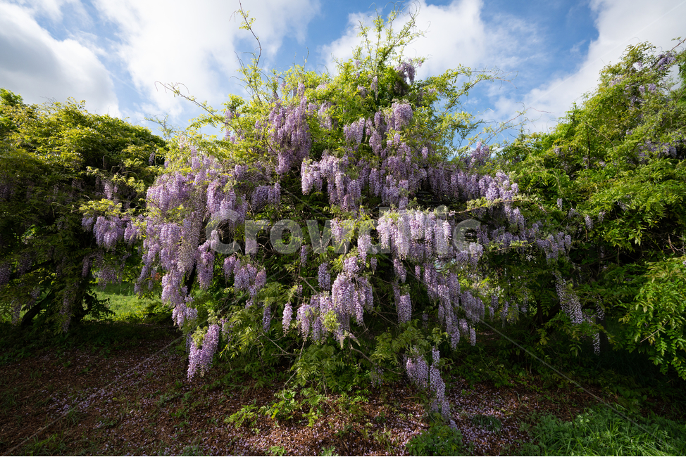 등나무꽃,등꽃,자연,wisteria,flower,하늘,구름,sky,식물,자연,plants,nature,꽃,flower