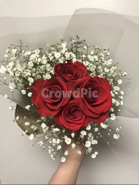 장미,꽃,로즈데이,선물,안개꽃,기념일,축하,anniversary,congratulation,celebrate,celebration