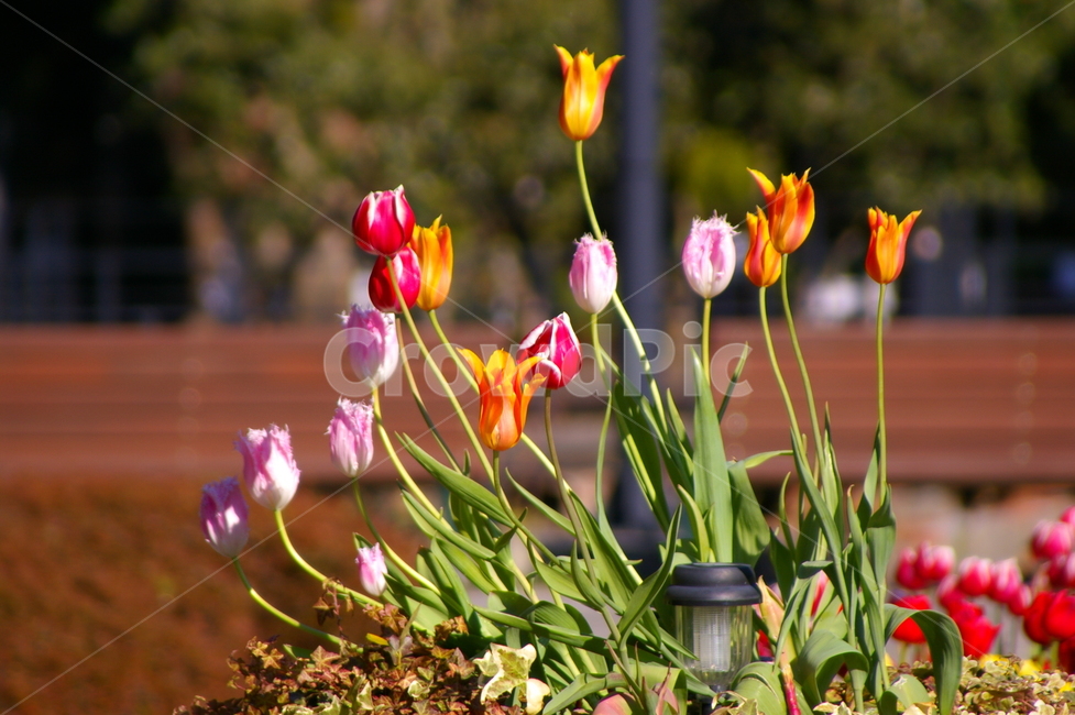 꽃,식물,blossom,flower,plant,튤립,식물,자연,plants,nature,꽃,flower