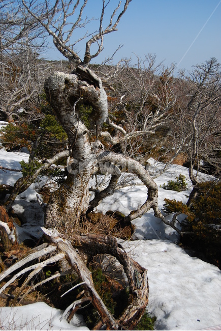 한라산,자연,나무,등산로,계절,겨울,계절,winter,season,식물,자연,plants,nature,나무,trees,wood