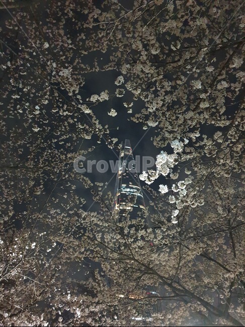 벚꽃,제2롯데월드,봄,석촌호수벚꽃,야간,풍경,봄,계절,spring,season,랜드마크,landmark,tourist attraction,한국랜드마크,한국관광지,한국명소,korea landmark,korea tourist attraction,plant,식물