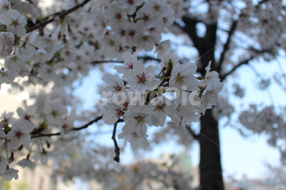 plant,식물,blossom,꽃,flower,cherryblossom,벚꽃