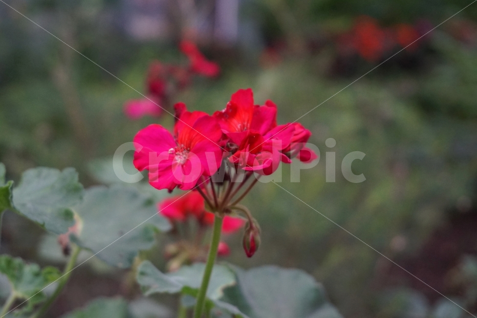꽃,식물,자연,풍경,빨간색,red,flower,스냅,힐링,휴식,plant,color,제주,제주도,여행,감성,식물,자연,plants,nature,꽃,flower