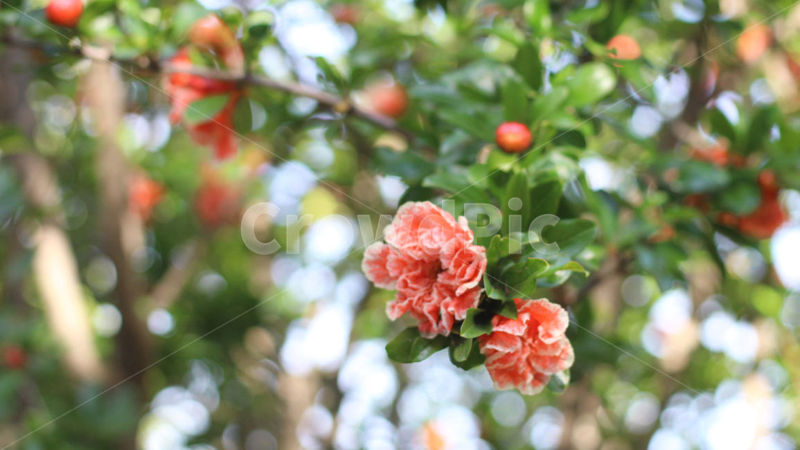 plant,식물,벚꽃,blossom,flower,꽃,봄,spring,겹벚꽃,이국적,식물,자연,plants,nature,꽃,flower