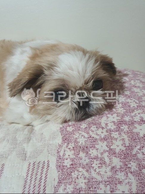 강아지,편안함,반려동물,개,애완동물,휴식,시츄,미용,애견,펫라이프,펫,pet,dog,animal,doggy