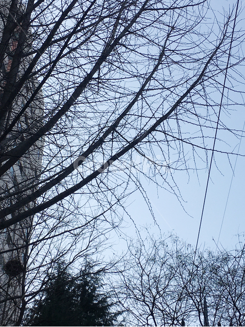 풍경,scenery,나무,tree,나무줄기,treetrunk,잎,leaf,생활,life,도시,town,하늘,sky