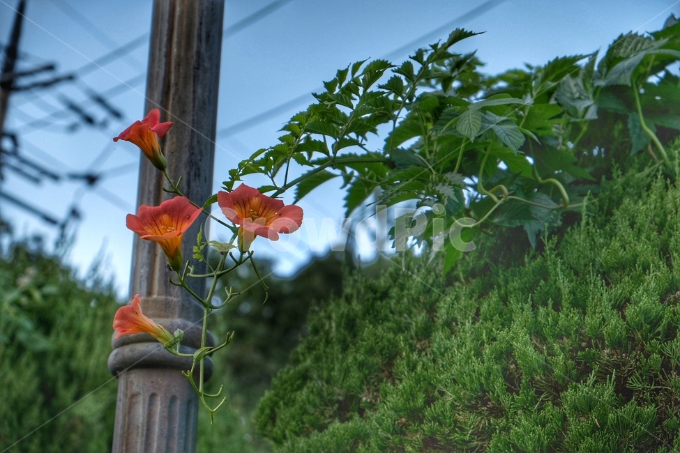 plant,flower,blossom,꽃,자연,식물,자연,plants,nature,꽃,flower