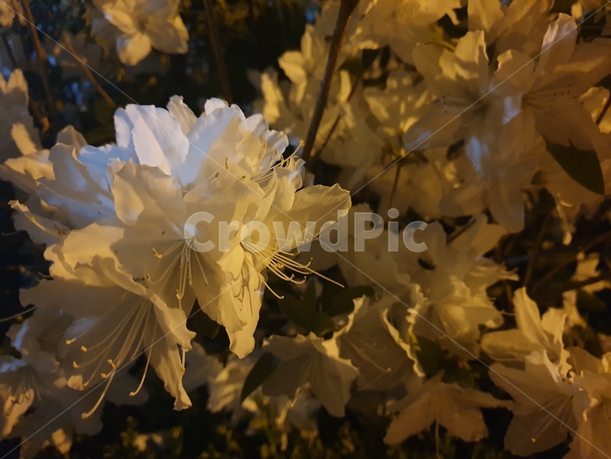 꽃,저녁꽃,서정,flower,흰꽃