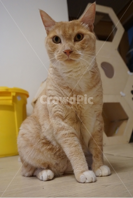 동물,고양이,코리안숏헤어,냐옹이,코숏,동물,animal,포유류,mammal,고양이,cat,kitten,kitty