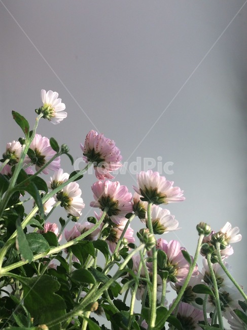 꽃,봄,국화,자연,식물,식물,자연,plants,nature,꽃,flower