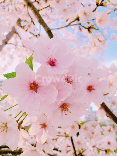 벚꽃,봄,꽃,계절,식물,spring,blossom,flower,화사한,봄,계절,spring,season
