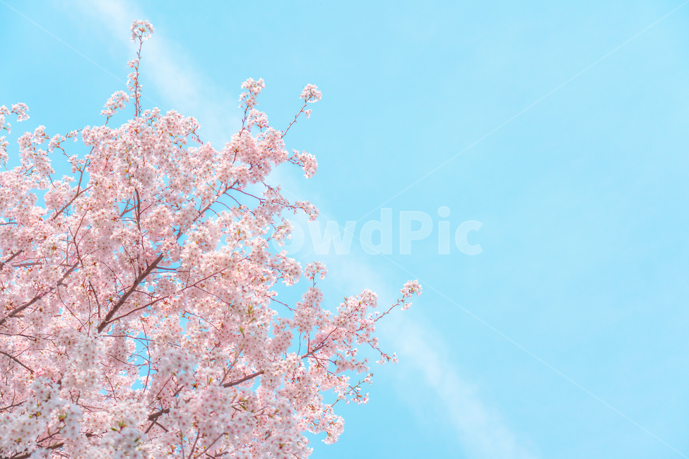 벚꽃,봄,분홍색,하늘색,클로즈업,분위기,빈티지,감성,봄,계절,spring,season,색깔,색상,색채,색감,color sense,color sensitivity,feeling of color,plant,식물,blossom,꽃,flower