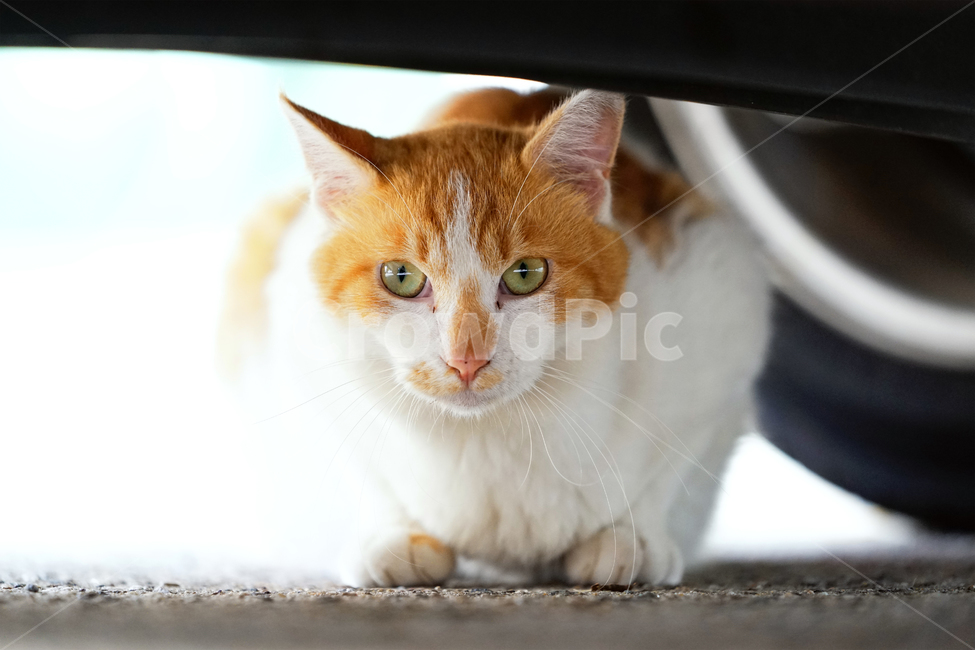 고양이,길냥이,치즈냥,관찰,염탐,숨바꼭질,집중,냥펀치,장전중,길고양이,야옹이,냐옹이,유기묘,반려묘,애완동물,반려동물,야생동물,떠돌이,캣,펫