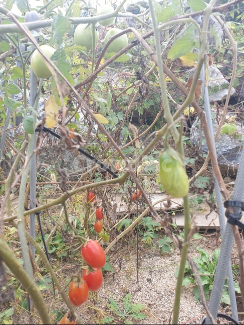 토마토,방울토마토,가을토마토,가을방울토마토,식물,과일