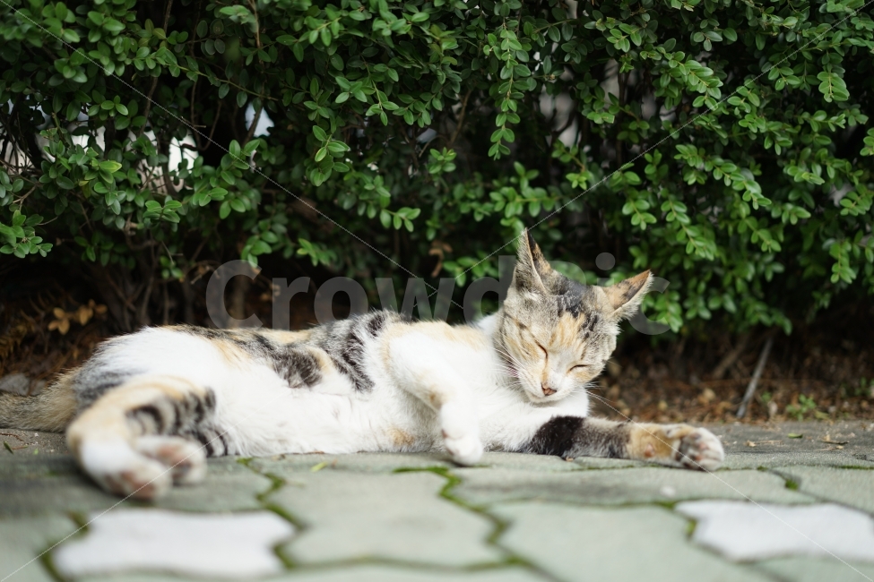 고양이,cat,동물,길냥이,야옹이,냐옹이,생명,귀요미,졸림,졸음,길,거리,일상,큐티,동물,animal,포유류,mammal,고양이,cat,kitten,kitty