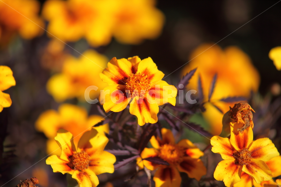 메리골드,꽃,식물,marigold,국화과,만수국,식물,자연,plants,nature,꽃,flower