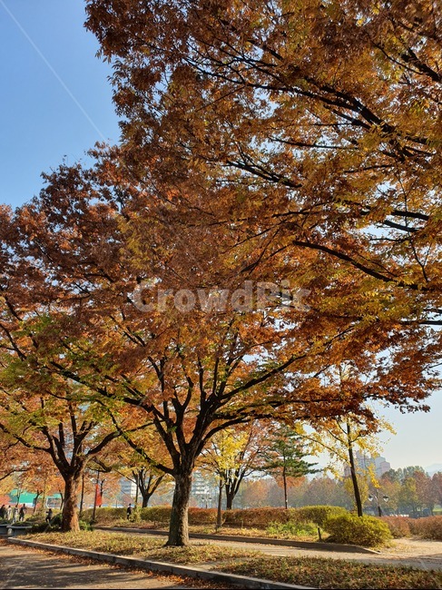 가을,낙엽,푸른하늘,공원,산책