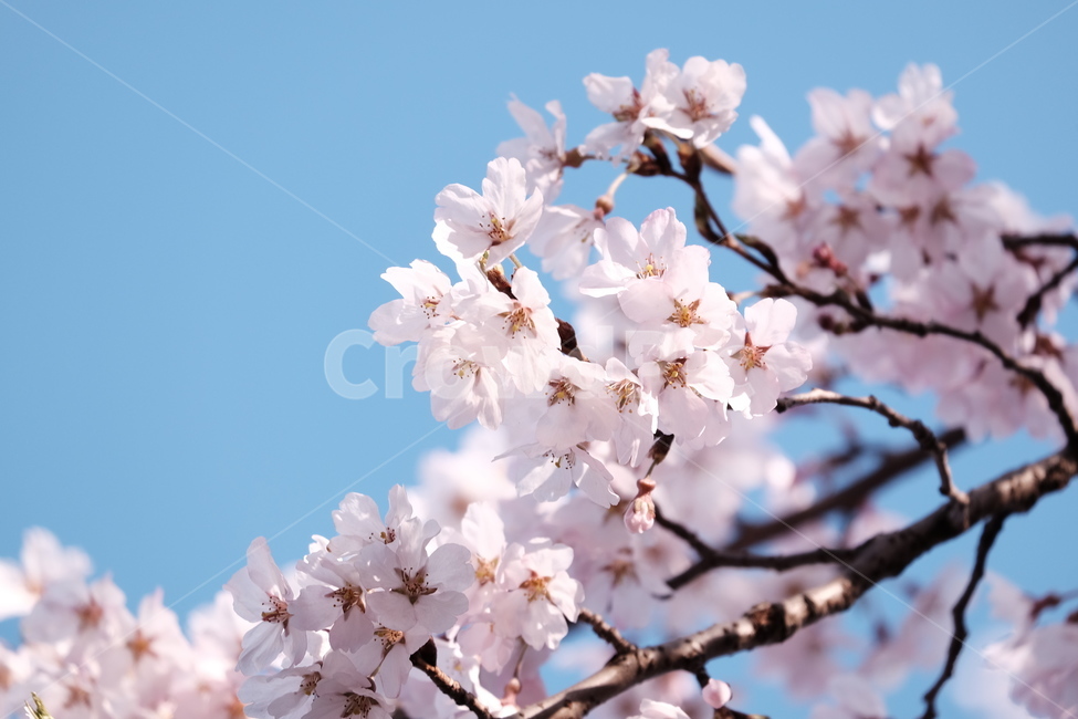 벚꽃,봄꽃,cherryblossom,분홍색꽃,하늘,꽃과하늘,봄하늘,봄,계절,spring,season,식물,자연,plants,nature,꽃,flower,plant,blossom