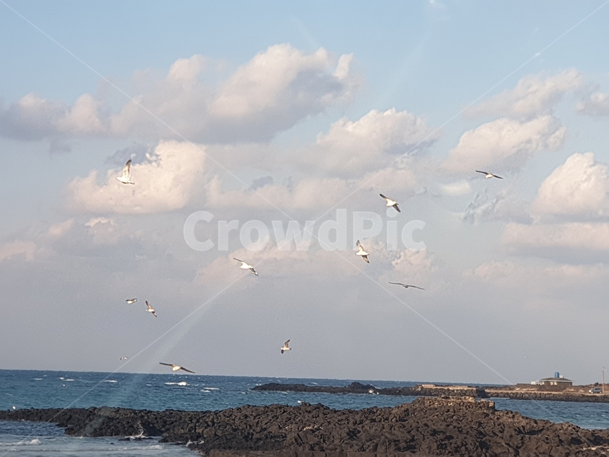 구름,갈매기,바다,새,바닷가,자연,풍경,nature,landscape,동물,animal,조류,새,birds,flock,대군,leisure activities,레저 활동,adventure,모험,bird