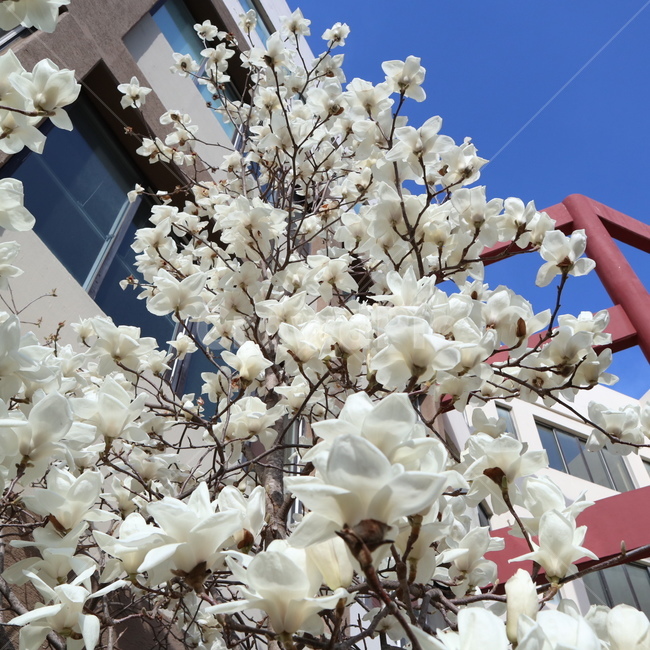 꽃,백목련,꽃향기,봄,봄꽃,설렘,아름다움,spring,flower,식물,자연,plants,nature,꽃,flower