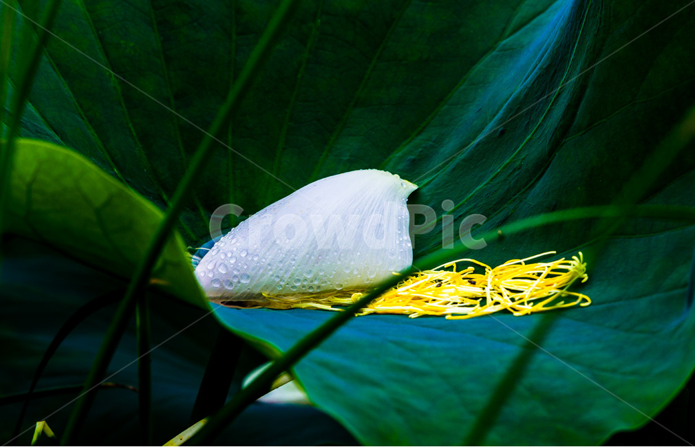 연잎,낙화,꽃잎,문양,무늬,식물,자연,plants,nature,꽃,flower