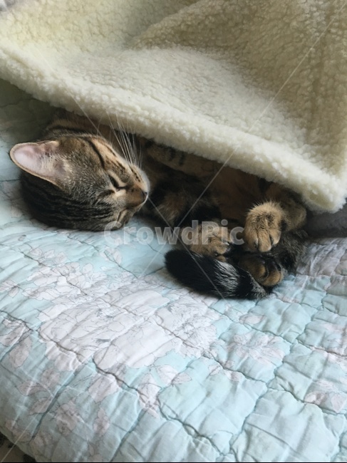 고양이,낮잠,이불,침대,뱅갈,벵갈,동물,animal,포유류,mammal,고양이,cat,kitten,kitty