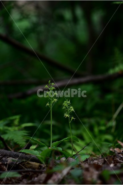 옥잠난초,야생화,꽃,식물,자연,생태,플라워,flower,plants,nature,식물,자연,plants,nature