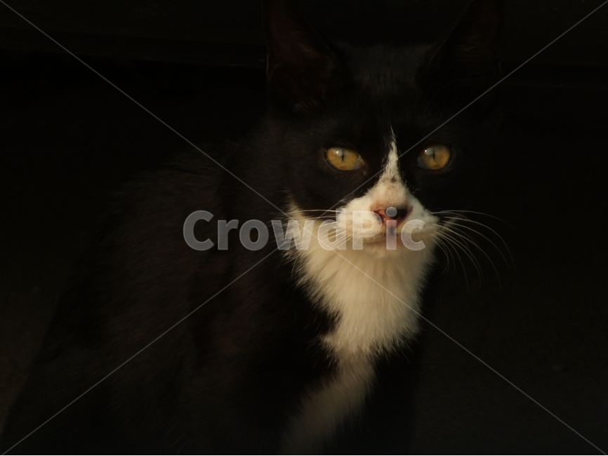 고양이,로우키,길냥이,눈,바라보다,동물,길고양이,검은색,동물,animal,포유류,mammal,고양이,cat,kitten,kitty