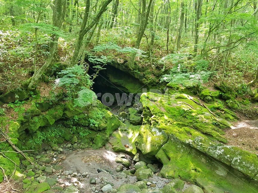 한라산,동굴,명소,제주도,구린굴