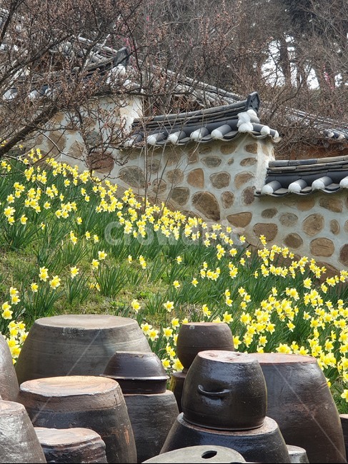 봄,봄꽃,수선화,서산유기방가옥,수선화축제,spring,자연,노란수선화,한국전통,한국문화,korean traditional,korean culture