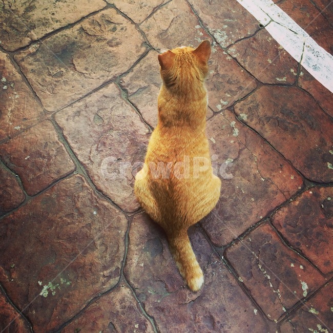 고양이,뒷모습,갈색고양이,고양이시선,관망,길고양이,편안함