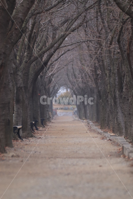 길,산책,가로수,생각,나무,자연,풍경,nature,landscape,tree,plant,식물,tree trunk,나무 줄기