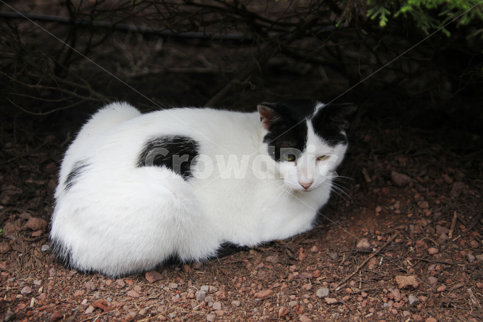 길고양이,고양이,cat,동물,애완동물,반려묘,냥이,귀여운,생명,mammal,pet,포유류,animal,동물,animal,포유류,mammal,고양이,cat,kitten,kitty