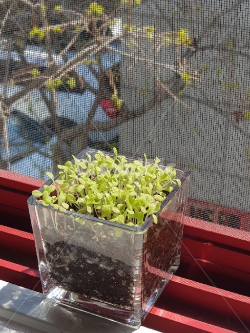화분,창틀,새싹,봄햇살,홈가드닝,상추,유리화분,초록잎,창문,봄기운,sun,sunlight,spring,연두색,seed,sprout,날씨,봄날,빨강,상추새싹,화창한날씨,봄,상토,빛의굴절,식물,자연,plants,nature,실내용화초,화분,화초,house plant