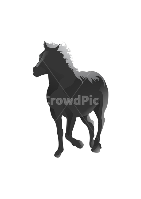 말,흑마,일러,흑백,horse,black,동물,animal,그래픽,일러스트레이션,graphic,illustration