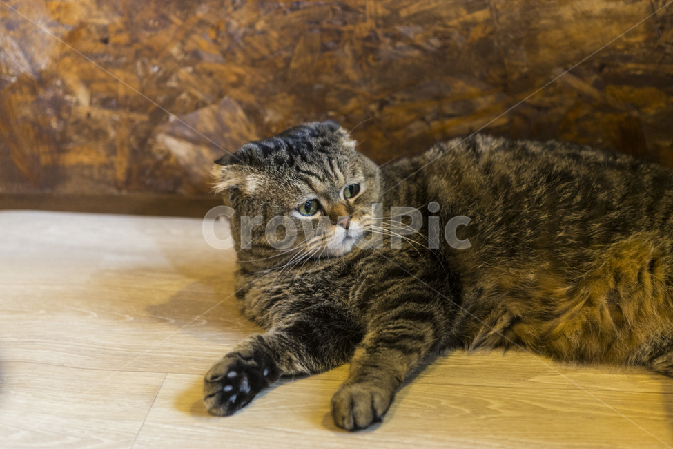 고양이,스코티쉬폴드,스코티쉬,집고양이,애완묘,애완동물,묘,동물,animal,포유류,mammal,고양이,cat,kitten,kitty