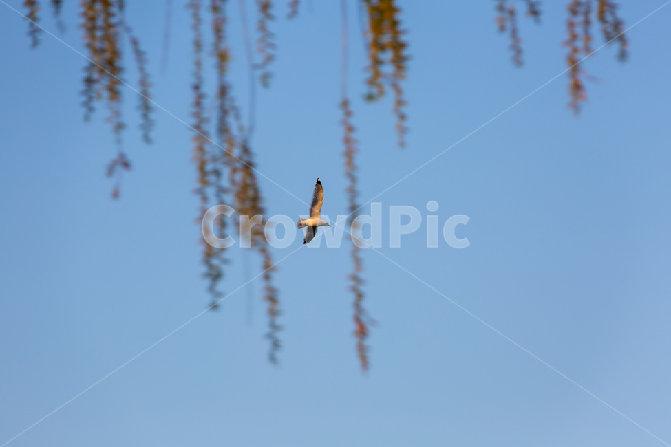 갈매기,여유,한가함,따스함,평화,동물,animal,조류,새,birds