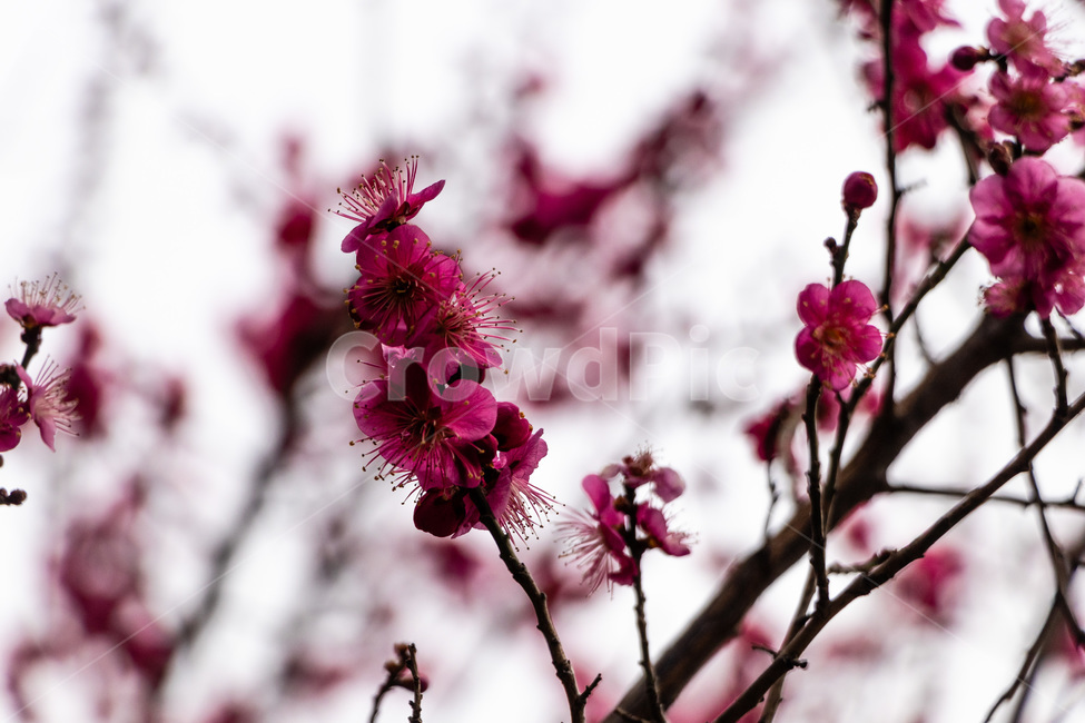 매화,매화꽃,매실꽃,홍매화,적매화,빨간매화,봄,계절,spring,season,식물,자연,plants,nature,꽃,flower,plant