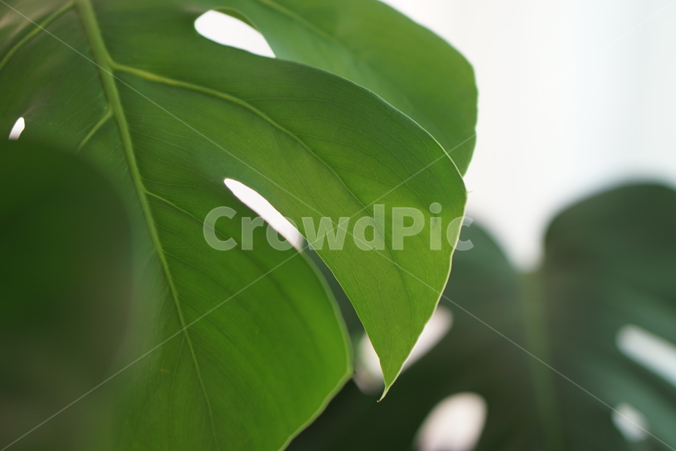 플랜테리어,식물,다육이,plants,잎,plant,leaf,몬스테라,식물,자연,plants,nature