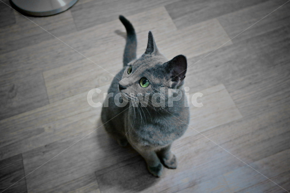 고양이,러시안블루,야옹이,동물,반려동물,애완동물,회색고양이,회색동물,grey,cat,russianblue,동물,animal,포유류,mammal,고양이,cat,kitten,kitty