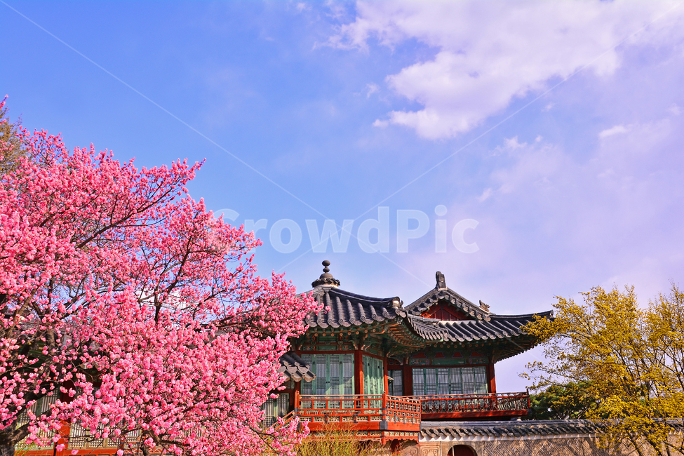 pink,ancientpalace,house,building,spring flowers,red plum blossom,spring,Changdeokgung Palace,season,plum blossom,tradition,tiled house,Palace,Korean,House,korean,seoul,Joseon Dynasty,traditional,background,stonewall,old palace,fence,Korean tradition